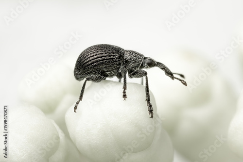 Tiny black weevil standing on the top of an hydrangea flower button with white blurred background