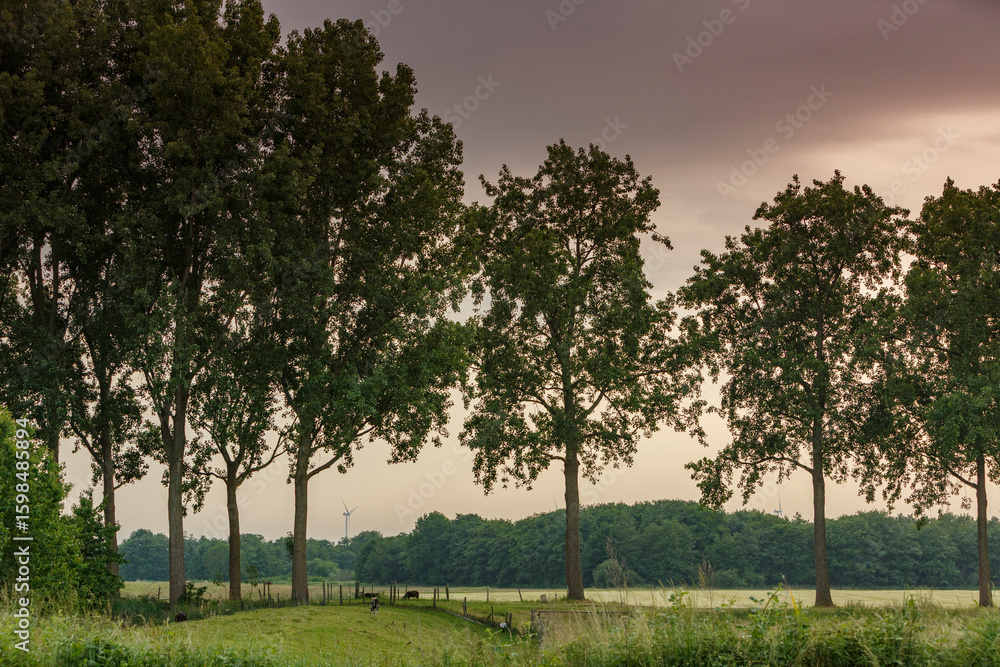 Fototapeta premium Lush green trees line a tranquil landscape under a cloudy sky during late afternoon in a serene rural setting