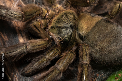 Psalmopoeus cambridgei,Grüne Trinidad-Vogelspinne spinne, tarantel, arachnid