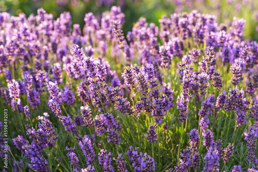 Fototapeta premium Close up, macro view of vibrant purple lavender flowers in soft evening sunlight. Golden light, delicate texture and fragrant essence of blooming plants in full summer. Natural background, lanscape