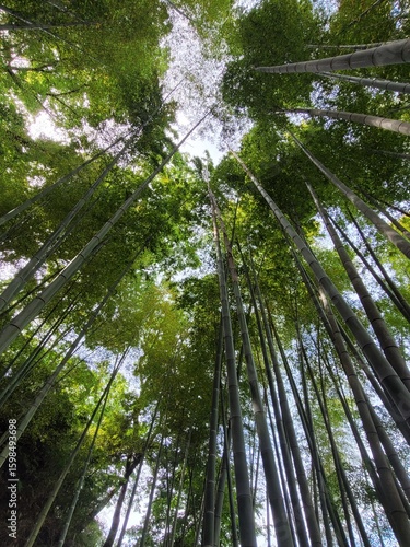Bamboo tree skylight 