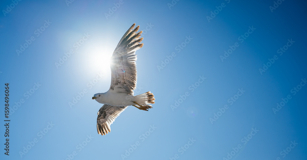 Obraz premium Majestic seagull soaring gracefully against a vibrant blue sky, its wings fully extended, capturing the essence of freedom and the beauty of nature
