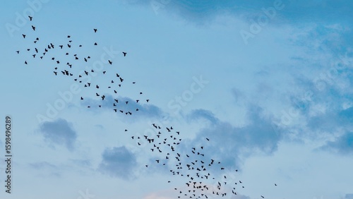 Wallpaper Mural A flock of birds in the sky Torontodigital.ca