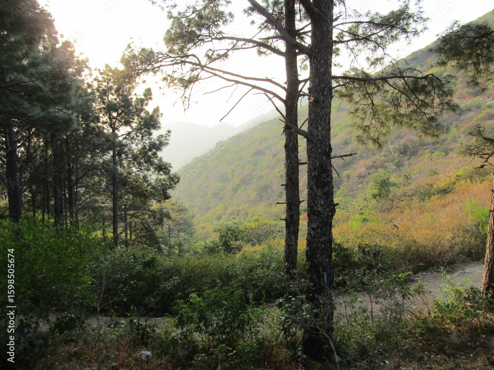 Obraz premium Wild mountain trail through forest