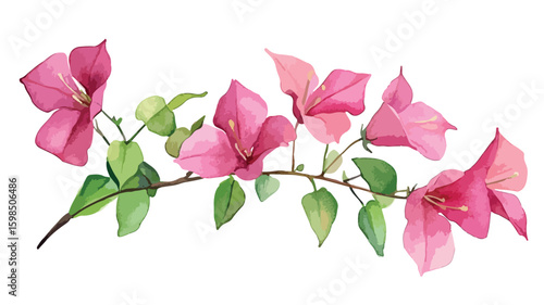 Vibrant Bougainvillea Flowers Watercolor Isolated Illustration