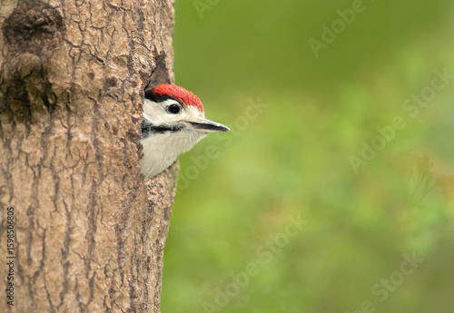 Great spotted woodpecker chick sitting in a tree hole in spring
