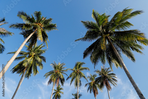 Wallpaper Mural Beautiful coconut trees on the beach with the clear blue sky Torontodigital.ca