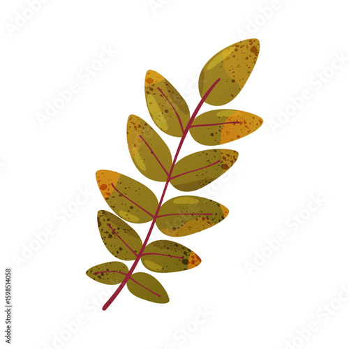 Vector acacia leaf or plant herbarium. Autumn foliage or preserved flora. Herbal biology study sign or botany science icon. Organic herb twig and natural specimen. Nature and ecology, taxonomy.