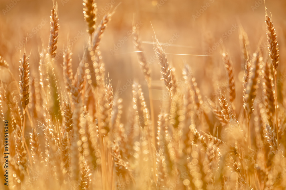 Fototapeta premium Close-up golden wheat ears in morning sunlight with blurred background