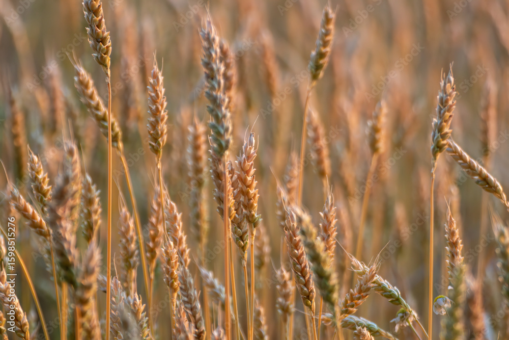 Obraz premium Ripe wheat spikes close-up in sunrise light, morning agriculture field with blurry background