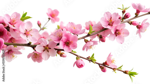 Wallpaper Mural A long winding branch of delicate pink cherry blossoms with small green leaves is set against a pure transparent background symbolizing springs arrival Torontodigital.ca