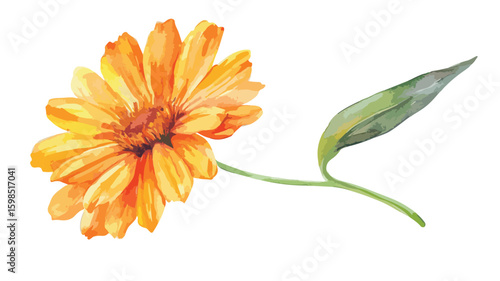 Vibrant Watercolor Calendula Flower Illustration Isolated on White Background