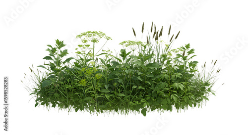Wildflower Meadow Grass Patch Isolated on Transparent Background