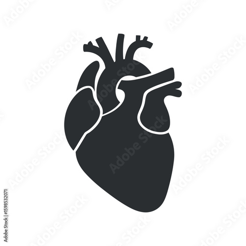Anatomical Heart Illustration A Detailed Vector Depiction of the Human Heart for Medical Diagrams Educational Resources and Healthcare Designs with Precise Accuracy