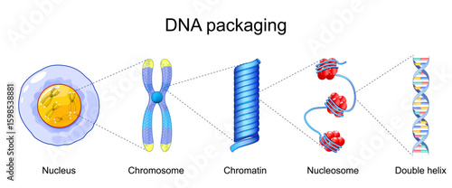 DNA packaging