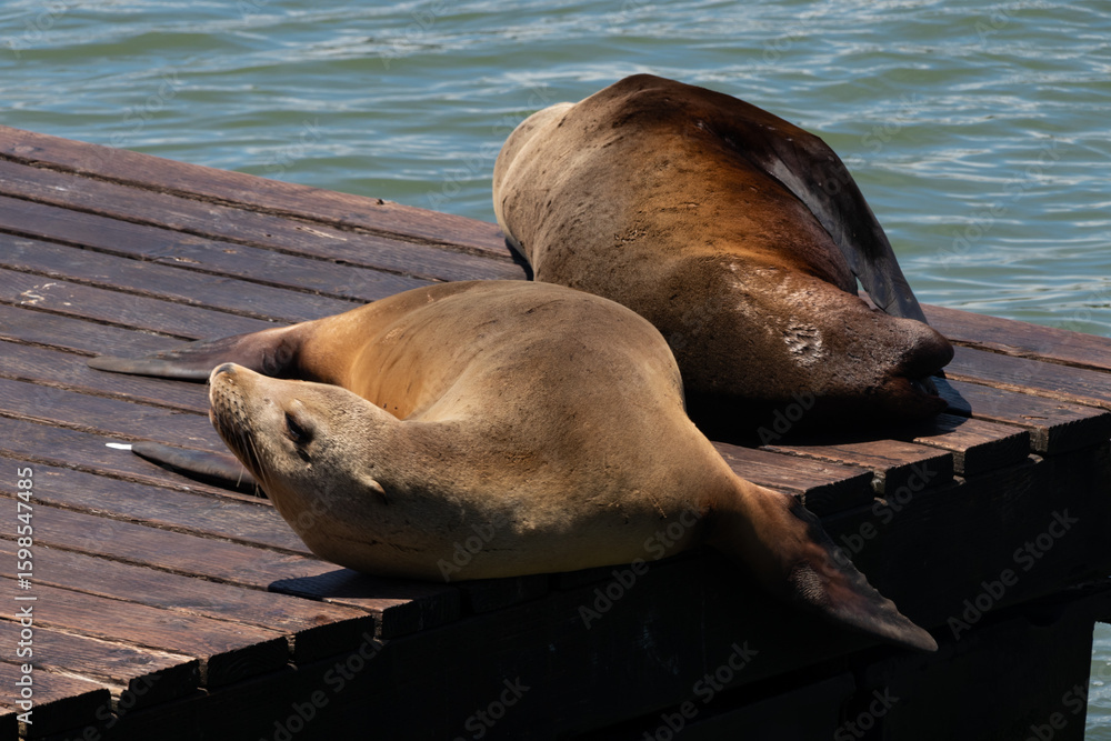 Fototapeta premium pier 39 san francisco leon sea
