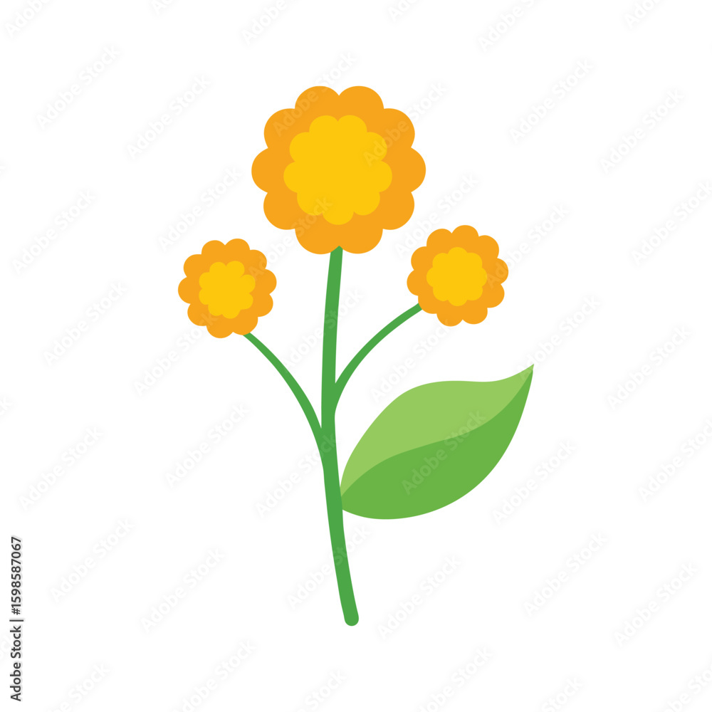 Obraz premium Tansy bright button like flower often used in vintage floral artwork Vector illustration on white background.