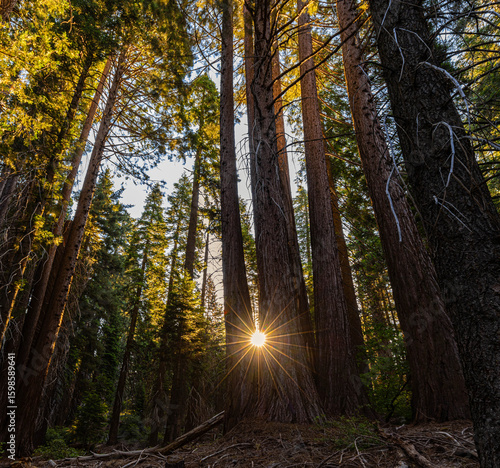 Sunshine Streaming Through Trees on The Big Stump Loop Trail, Kings Canyon National Park, California, USA