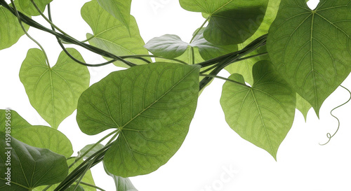 Wallpaper Mural Heartshaped leaves and vines are climbing on a transparent background Torontodigital.ca