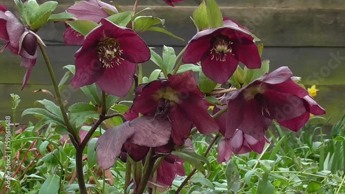 Helleborus orientalis, or the Lenten Rose, Flowering in Spring