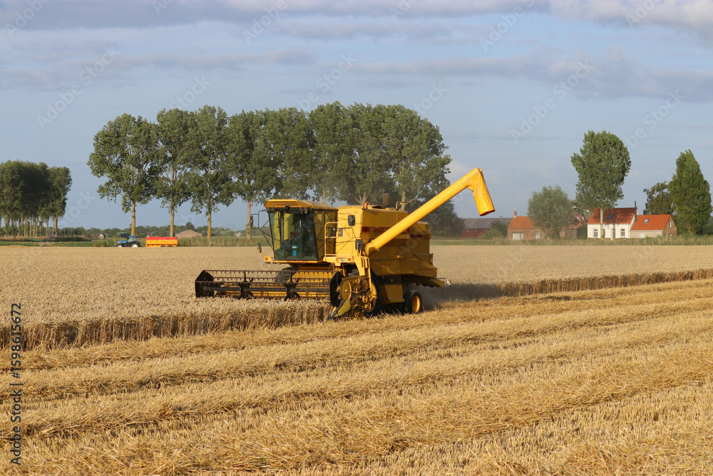 Fototapeta premium a beautiful rural landscape of a wheat field with a yellow combine harvester and trees and a blue sky in the background at a summer evening