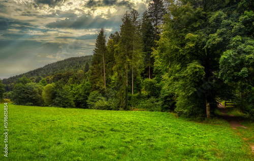 landscape with green grass