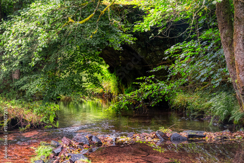 autumn in the forest