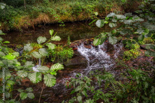 stream in the forest