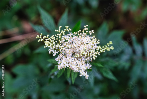 white flowers on a tree