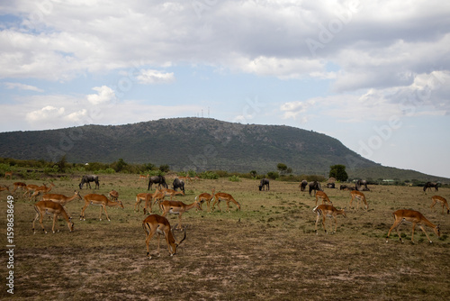 Canvas Print safari africa group of animals eating grass