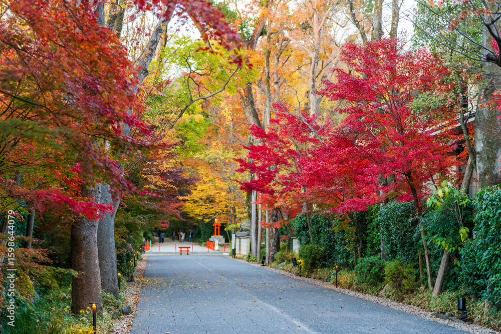 Naklejka premium The beautiful autumn foliage along the approach to Shimogamo Shrine, also known as Kamo Mioya Jinja.