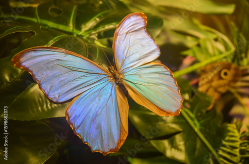 Brilliant Blue Morpho Butterfly Resting on Leaf