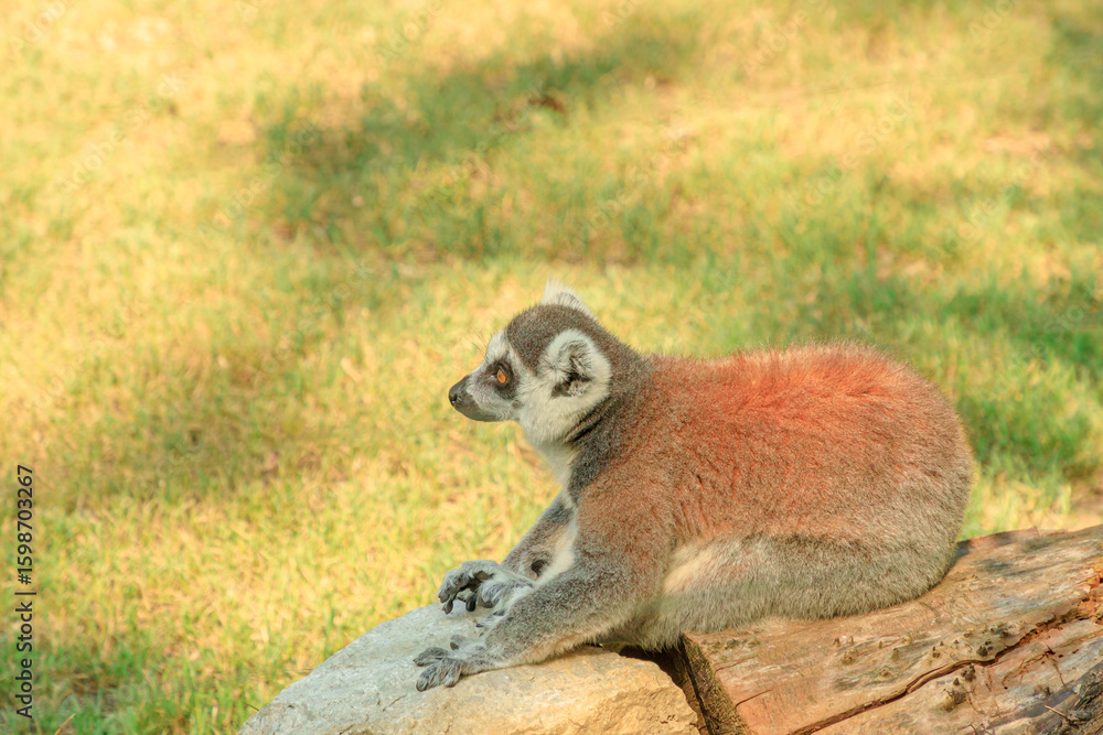 Fototapeta premium close up of a ring-tailed lemur of Madagascar. Lemur catta species endemic to the island of Madagascar in Africa.