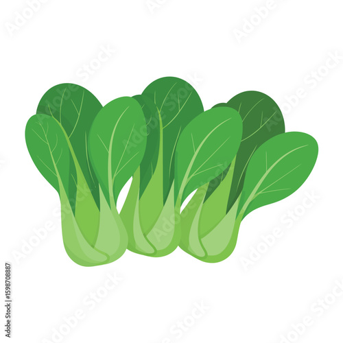 Fresh green bok choy vegetable bunch