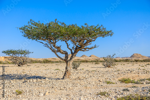 Wadi Dawkah Natural Park in Oman is renowned for its significance as the home of the Frankincense Tree groves, a UNESCO World Heritage Site.
