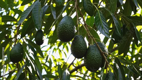 A close up view of many avocados hanging on a tree with green leaves against a bright sky background