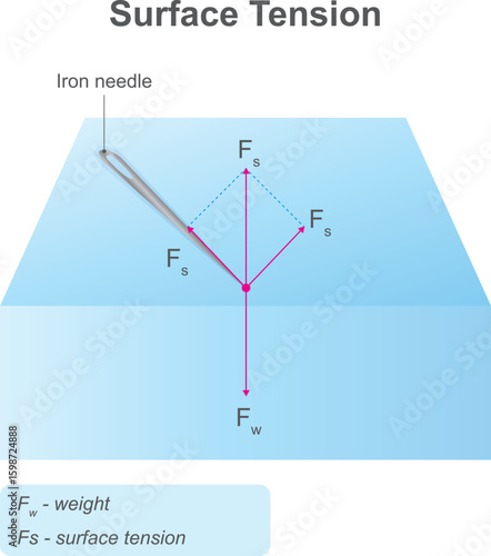 Surface tension. Cohesive forces between molecules. Diagram of a surface tension experiment with a needle resting on the surface of water.