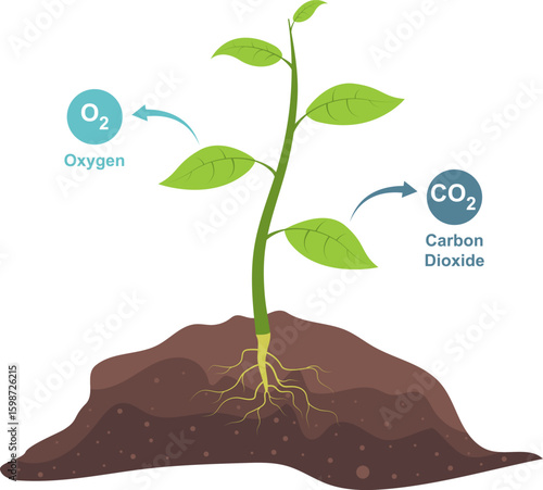 Schematic of photosynthesis in plants. Vector diagram of oxygen release and carbon dioxide absorption.
