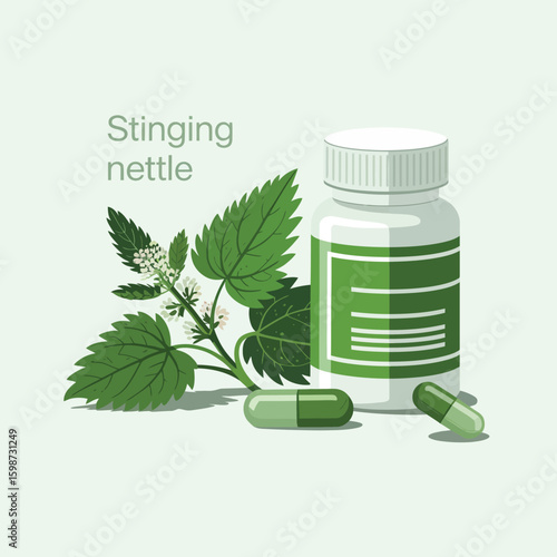 Stinging nettle plant and supplement capsules for natural health