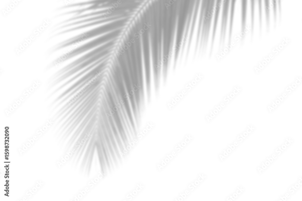 Fototapeta premium Curved Palm Shadow, Elegant tropical shadow curve from bottom corner — aesthetic frond PNG overlay for natural and summer creative design