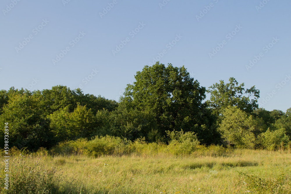Obraz premium A grassy field with trees