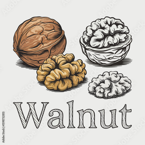 Hand drawn illustration of whole and shelled walnuts with the word walnut