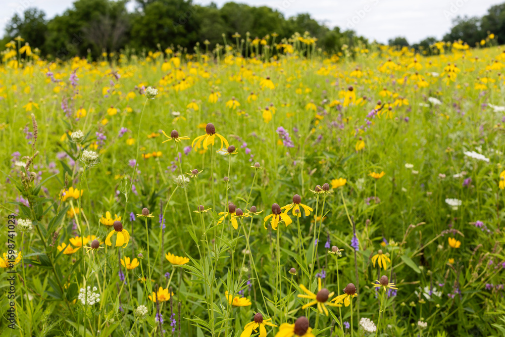Obraz premium prairie landscape