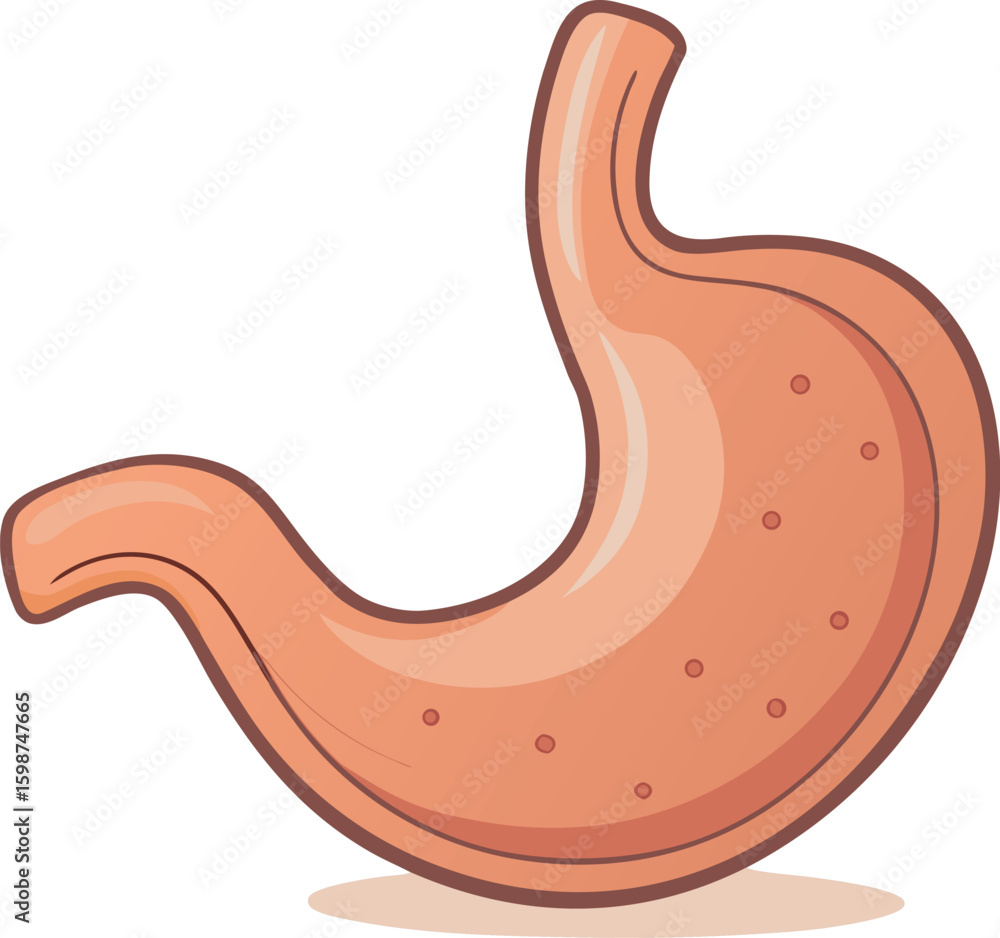 Fototapeta premium A simple cartoon illustration of the human stomach, showing its J-shape and internal texture, isolated on a white background.