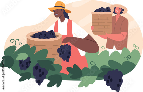 Women famers harvesting grapes vector illustration