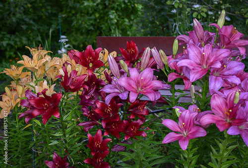pink flowers in the garden