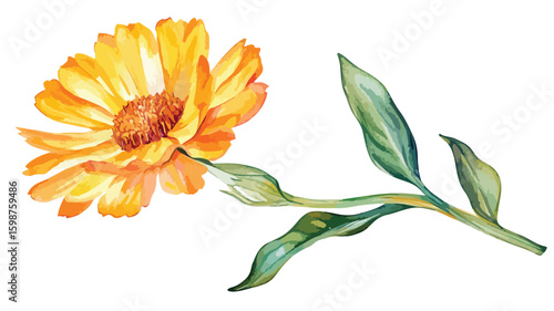 Vibrant Watercolor Calendula Flower Illustration Isolated on White Background