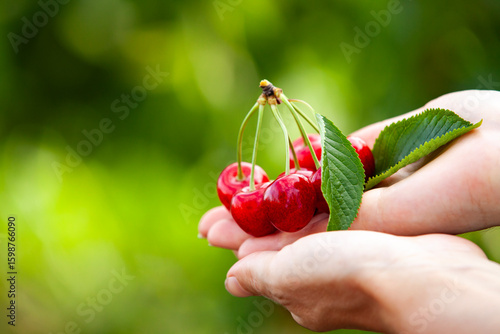 Organic cherries freshly picked from tree, vibrant garden background. Copy space.