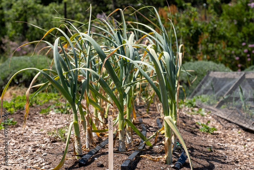 Row of mature garlic plants growing in full sun with browning lower leaves, captured in a farm garden plot