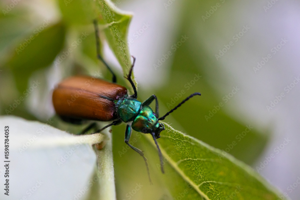 Naklejka premium Lytta suturella beetle, macro close-up. Brown and copper-winged insect. Common in nature